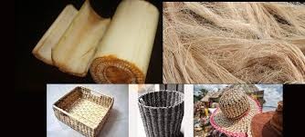 Advanced Banana fibre extraction machine Manufacturer in Coimbatore